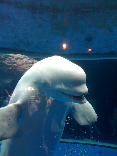 cute beluga whale pictures. This white Beluga whale